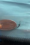 Here is a picture of a person's thumb holding a quarter next to a rock chip.  
The rock chip is on the lower portion of the windshield.